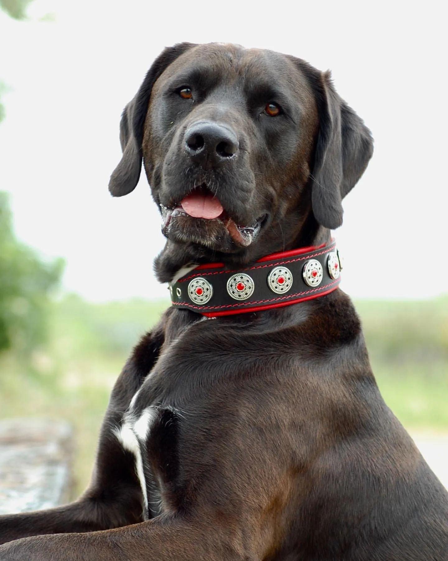 "Bijou" collar black & red - Dulces Mascotas BCN