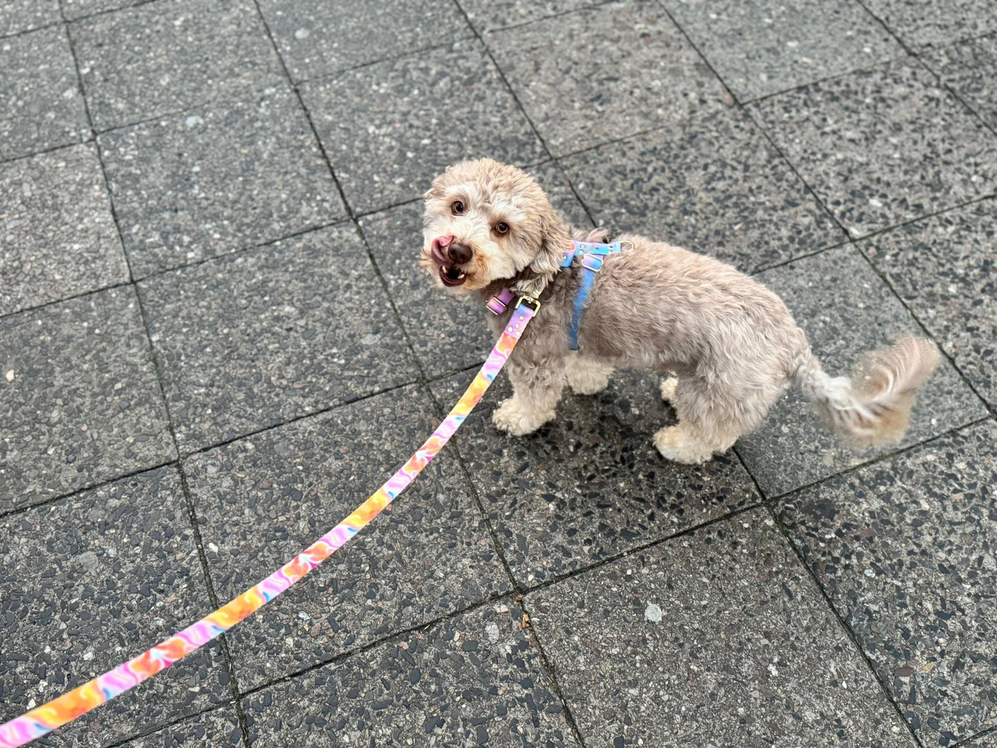 Leine Aurora - Dulces Mascotas BCN