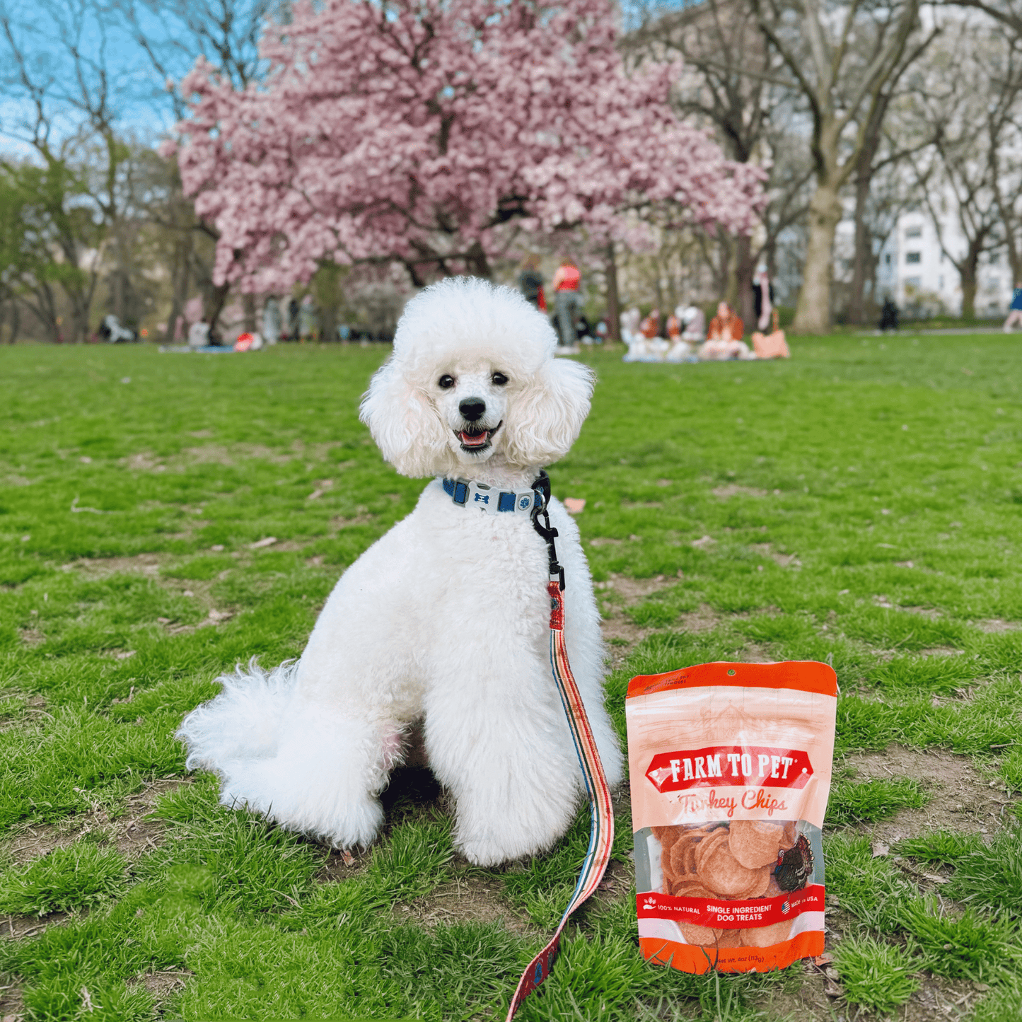 Turkey Chips para Perros | Snack Natural Monoproteína de Pavo - Dulces Mascotas BCN
