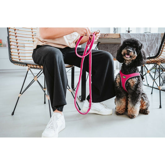 Cómo elegir el arnés perfecto para tu perro según su tamaño y raza - Dulces Mascotas BCN