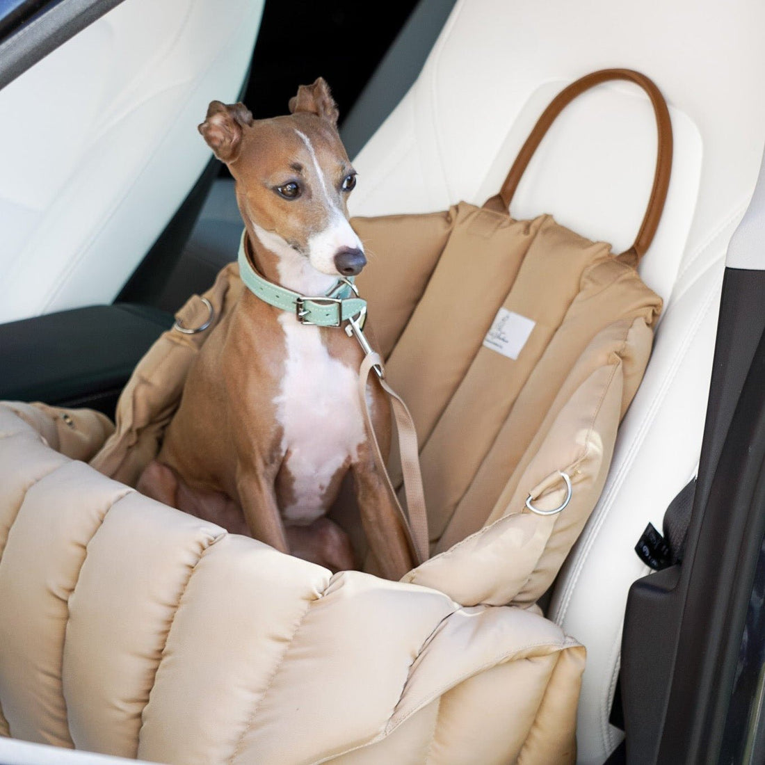 Cómo Viajar con tu Mascota en Coche de Forma Segura: Guía Completa - Dulces Mascotas BCN