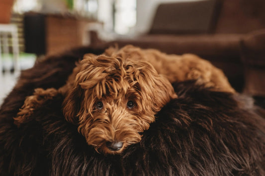 Garantiza su descanso: Espacios de confort para tu mascota en casa - Dulces Mascotas BCN