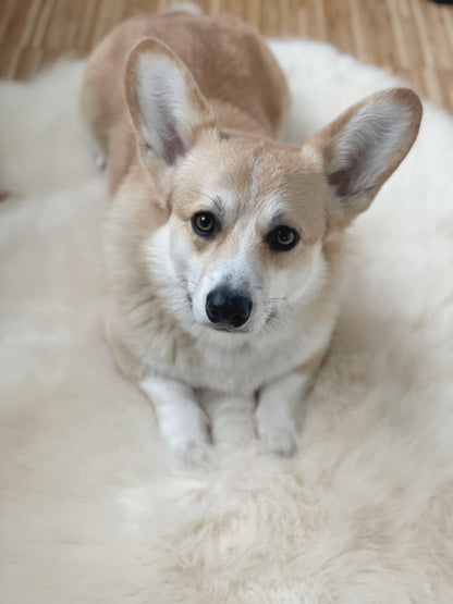 Alfombra de Piel de Oveja Natural para Mascotas - Dulces Mascotas BCN