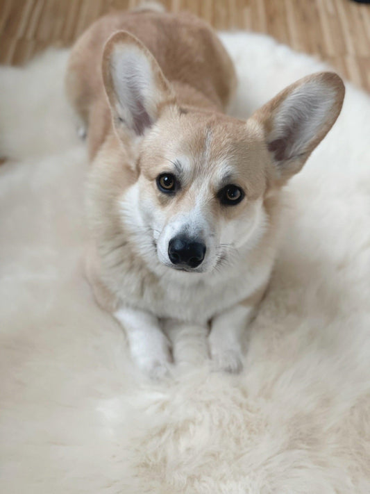Alfombra de Piel de Oveja Natural para Mascotas - Dulces Mascotas BCN
