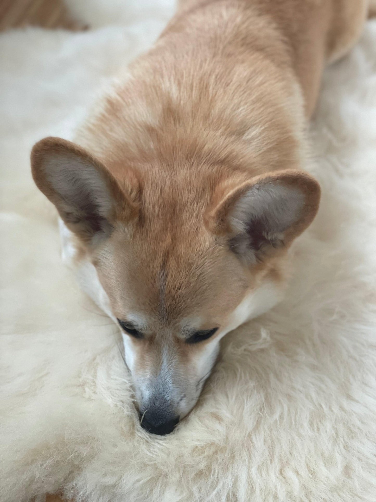 Alfombra de Piel de Oveja Natural para Mascotas - Dulces Mascotas BCN