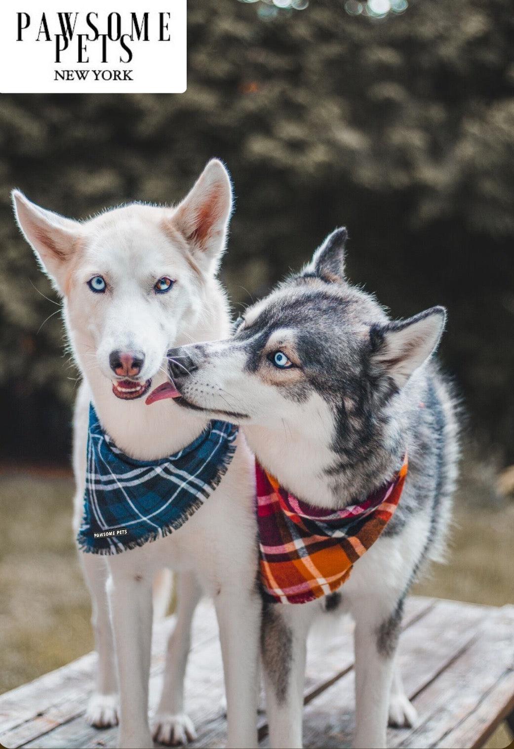 Bandana Artesanal HARVEST: El Toque de Estilo que tu Mascota merece - Dulces Mascotas BCN