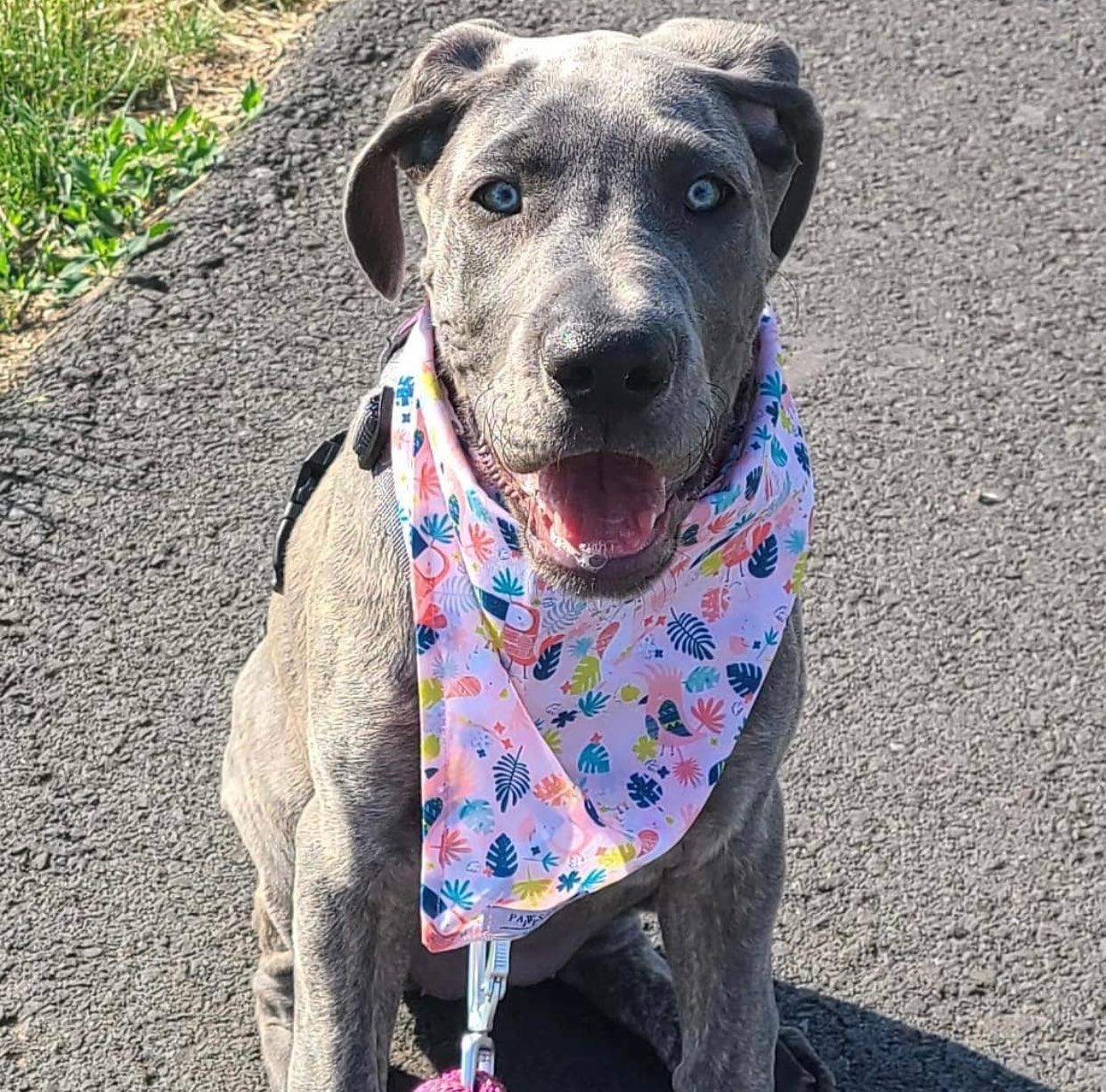 Bandana Artesanal PINK TOUCAN: El Toque de Estilo que tu Mascota merece - Dulces Mascotas BCN