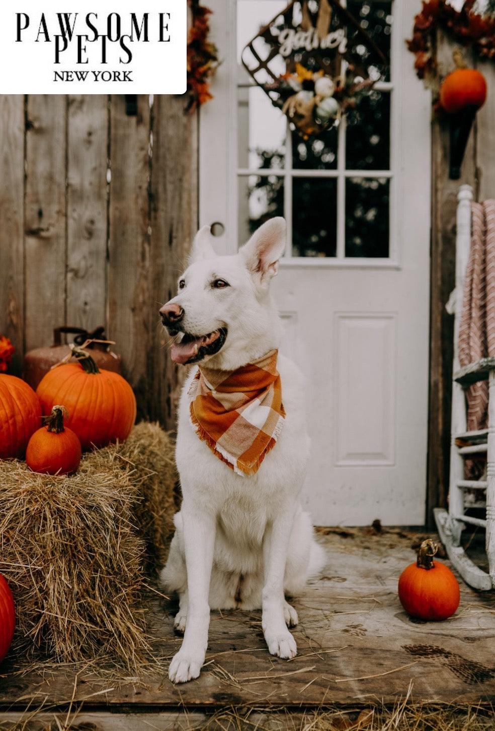 Bandana Artesanal PUMPKIN: El Toque de Estilo que tu Mascota merece - Dulces Mascotas BCN