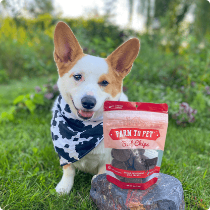 Beef Chips para Perros | Snack Natural Monoproteína de Ternera - Dulces Mascotas BCN