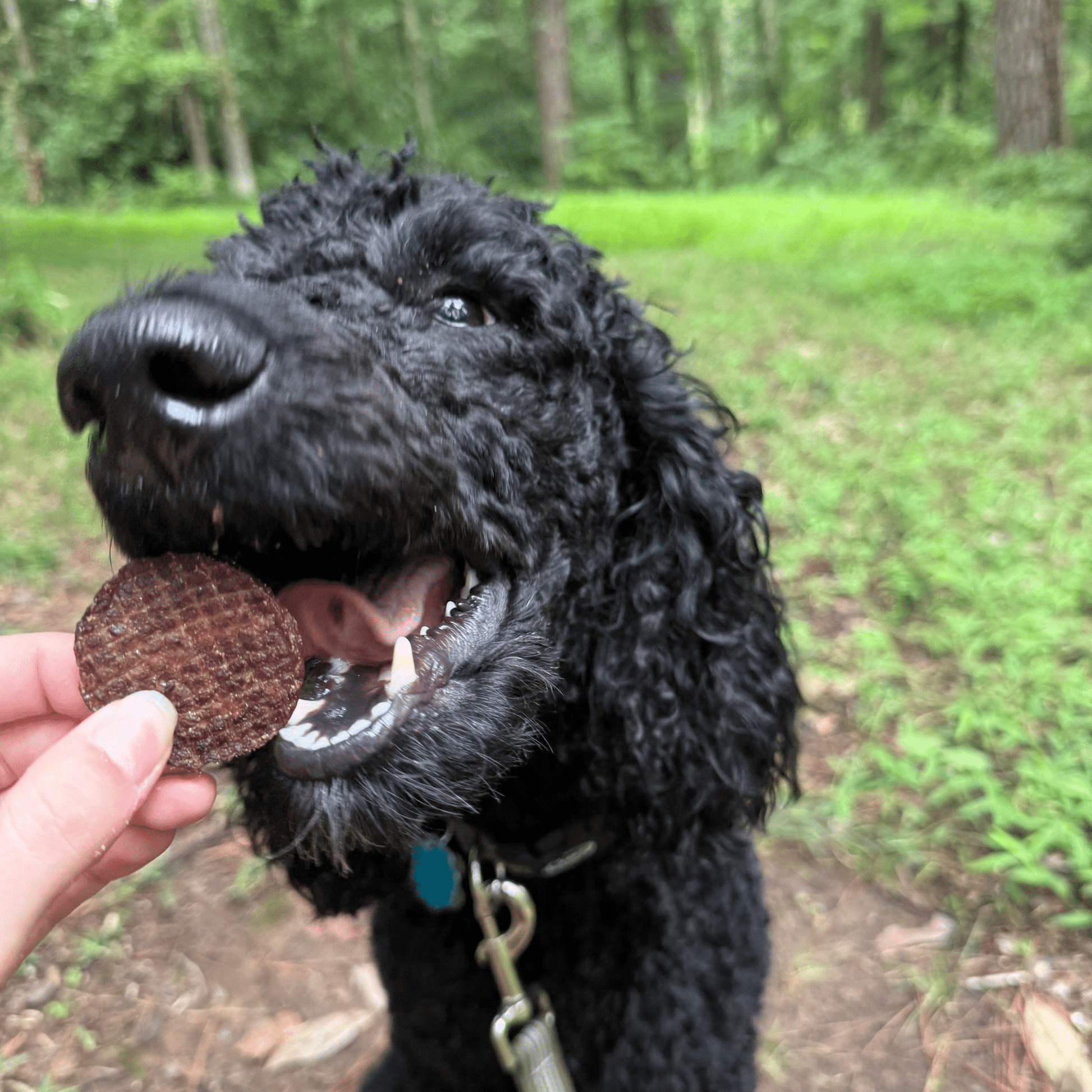 Beef Chips para Perros | Snack Natural Monoproteína de Ternera - Dulces Mascotas BCN