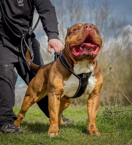 BESTIA DOG SPORT GripPro Heavy Duty Harness - Dulces Mascotas BCN
