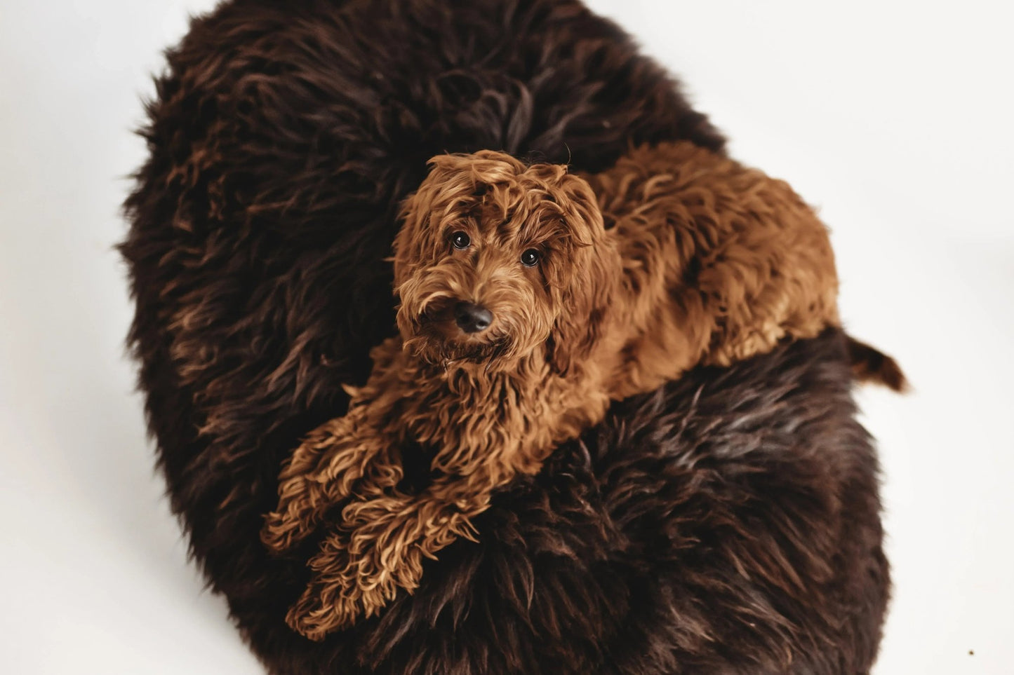 Cama Oval tipo Puff de Lana y Piel de Oveja Natural Hecha a Mano - Marrón Chocolate - Dulces Mascotas BCN