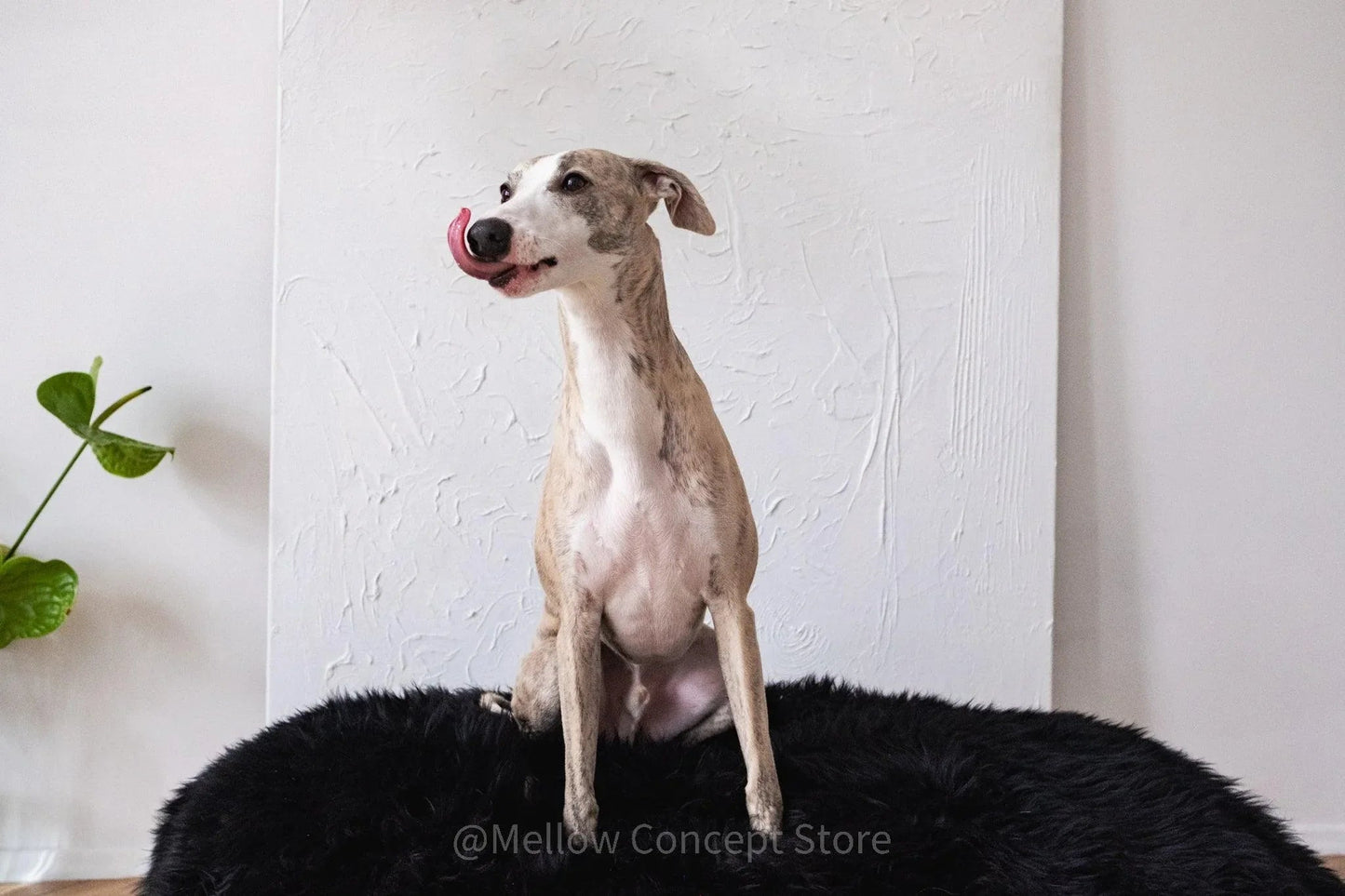 Cama Oval tipo Puff de Lana y Piel de Oveja Natural Hecha a Mano - Negra - Dulces Mascotas BCN