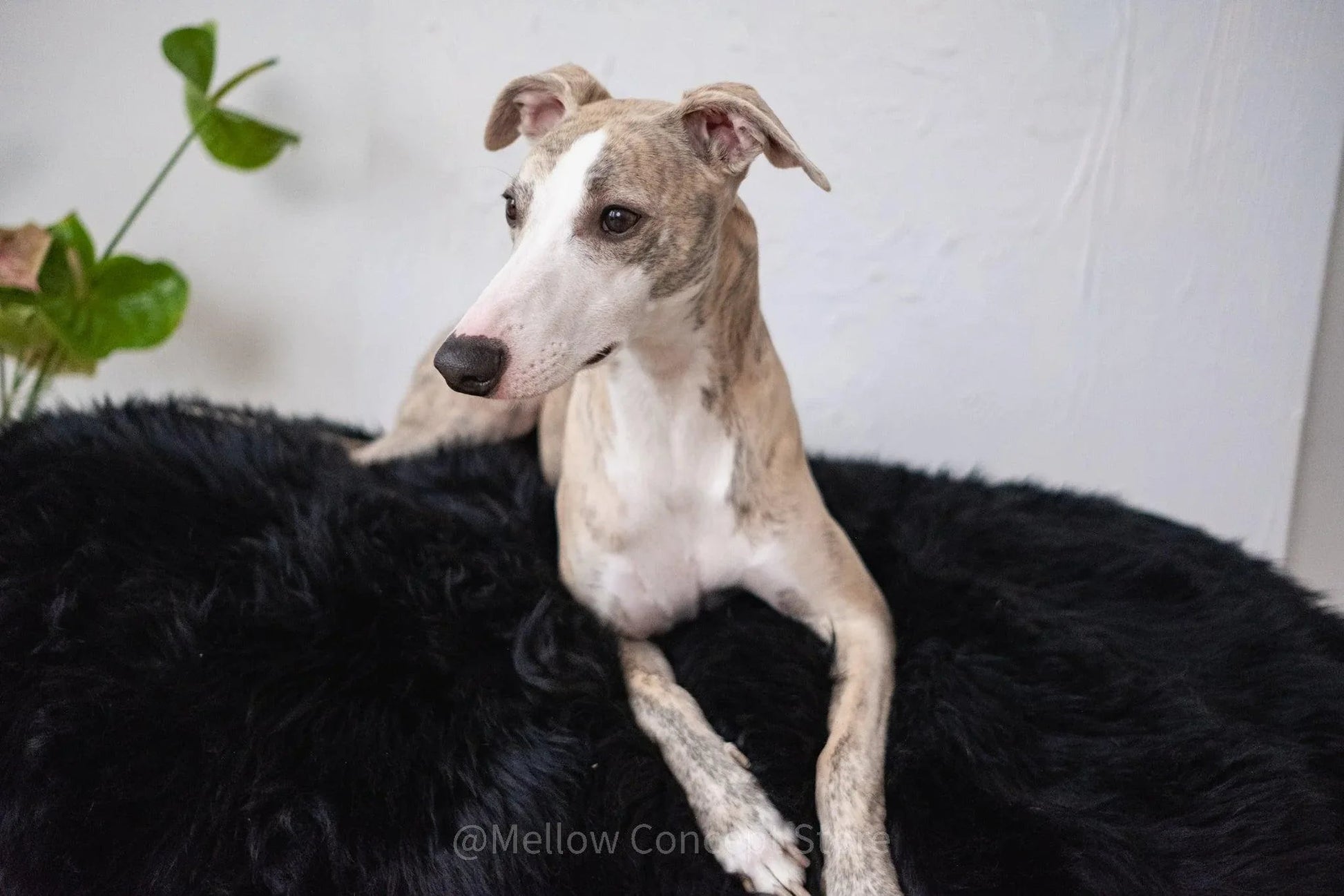 Cama Oval tipo Puff de Lana y Piel de Oveja Natural Hecha a Mano - Negra - Dulces Mascotas BCN