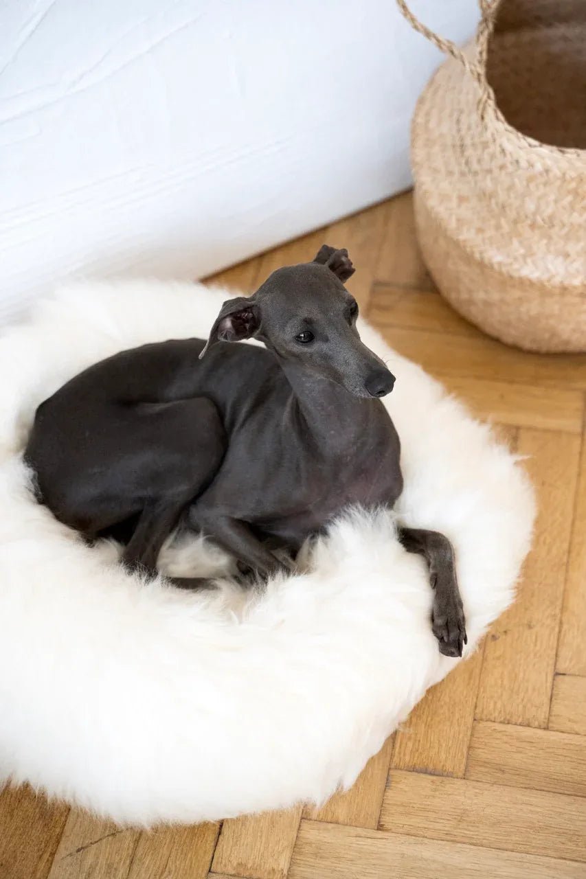 Cama Redonda Artesanal de Piel de Oveja 100% Auténtica, Curtida con Tintes Vegetales - Blanca - Dulces Mascotas BCN