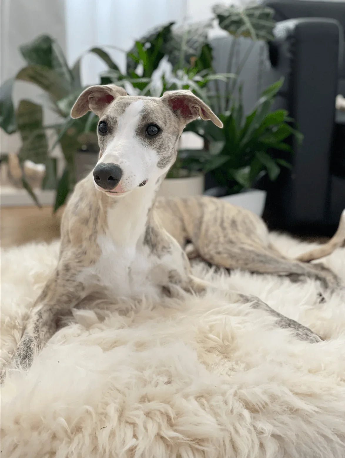 Colchoneta Cuadrada o Rectangular de Piel de Oveja Natural para Mascotas - Blanca - Dulces Mascotas BCN