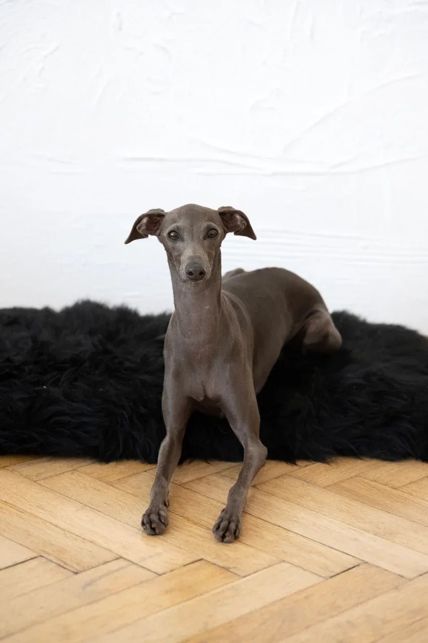 Colchoneta Cuadrada o Rectangular de Piel de Oveja Natural para Mascotas - Negra - Dulces Mascotas BCN