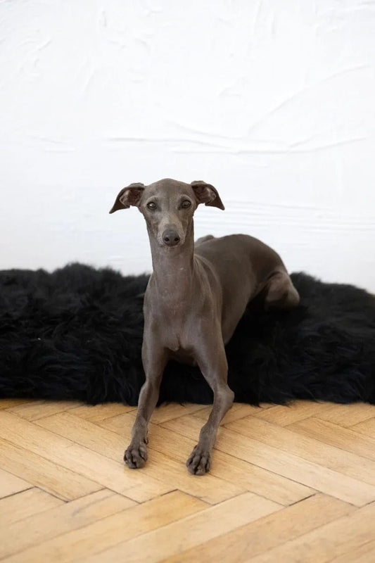 Colchoneta Cuadrada o Rectangular de Piel de Oveja Natural para Mascotas - Negra - Dulces Mascotas BCN
