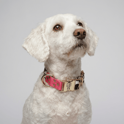 Collar para Perro CandyMix | Colores Dulces y Divertidos - Dulces Mascotas BCN