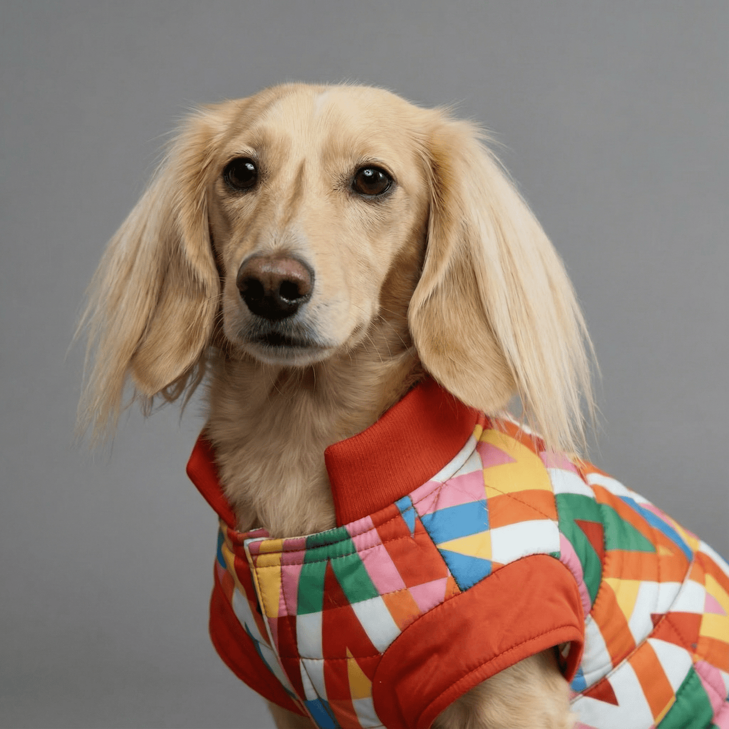 Color Splash Wasserdichte Pufferjacke - Dulces Mascotas BCN