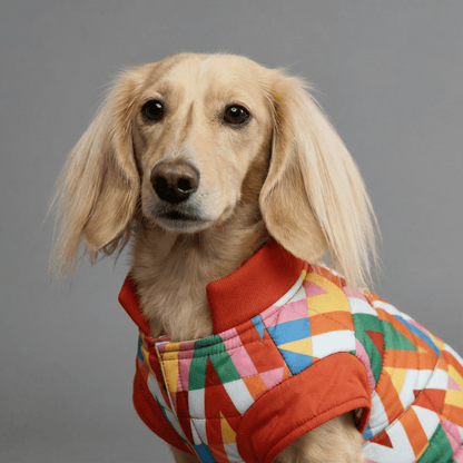 Color Splash Wasserdichte Pufferjacke - Dulces Mascotas BCN