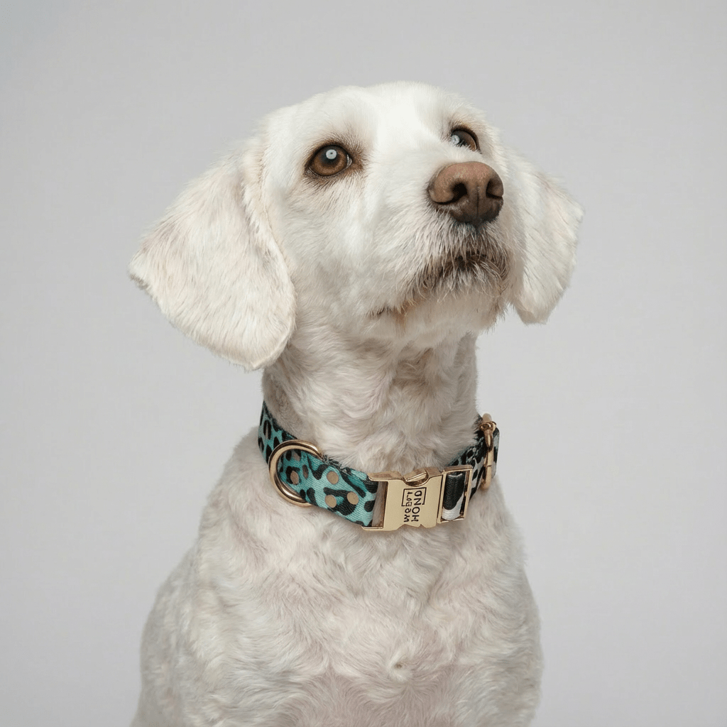 Halsband Aqua Camo - Dulces Mascotas BCN