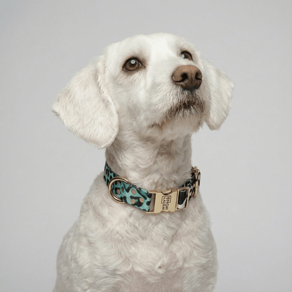 Halsband Aqua Camo - Dulces Mascotas BCN