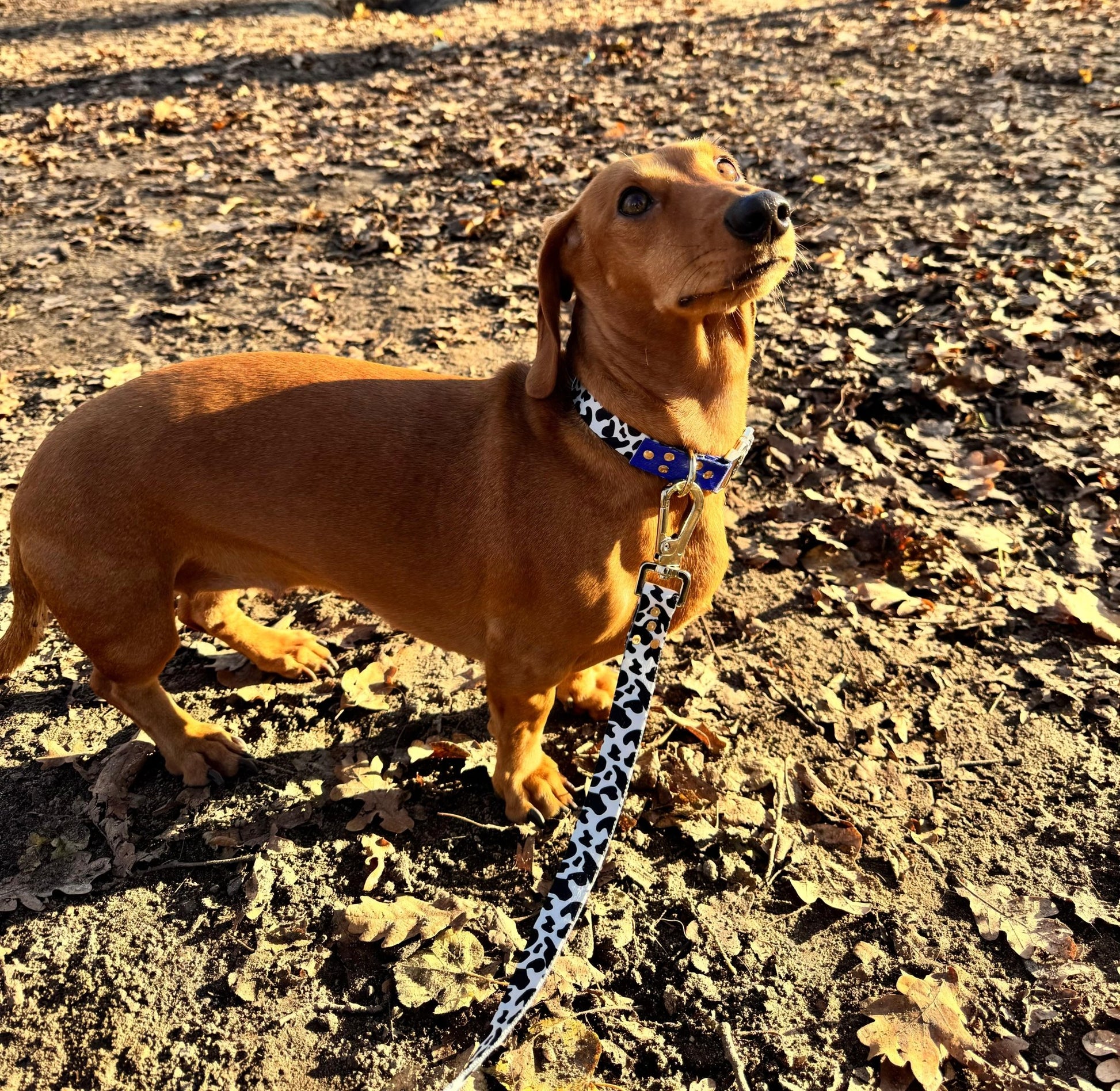 Halsband Blueberry - Dulces Mascotas BCN