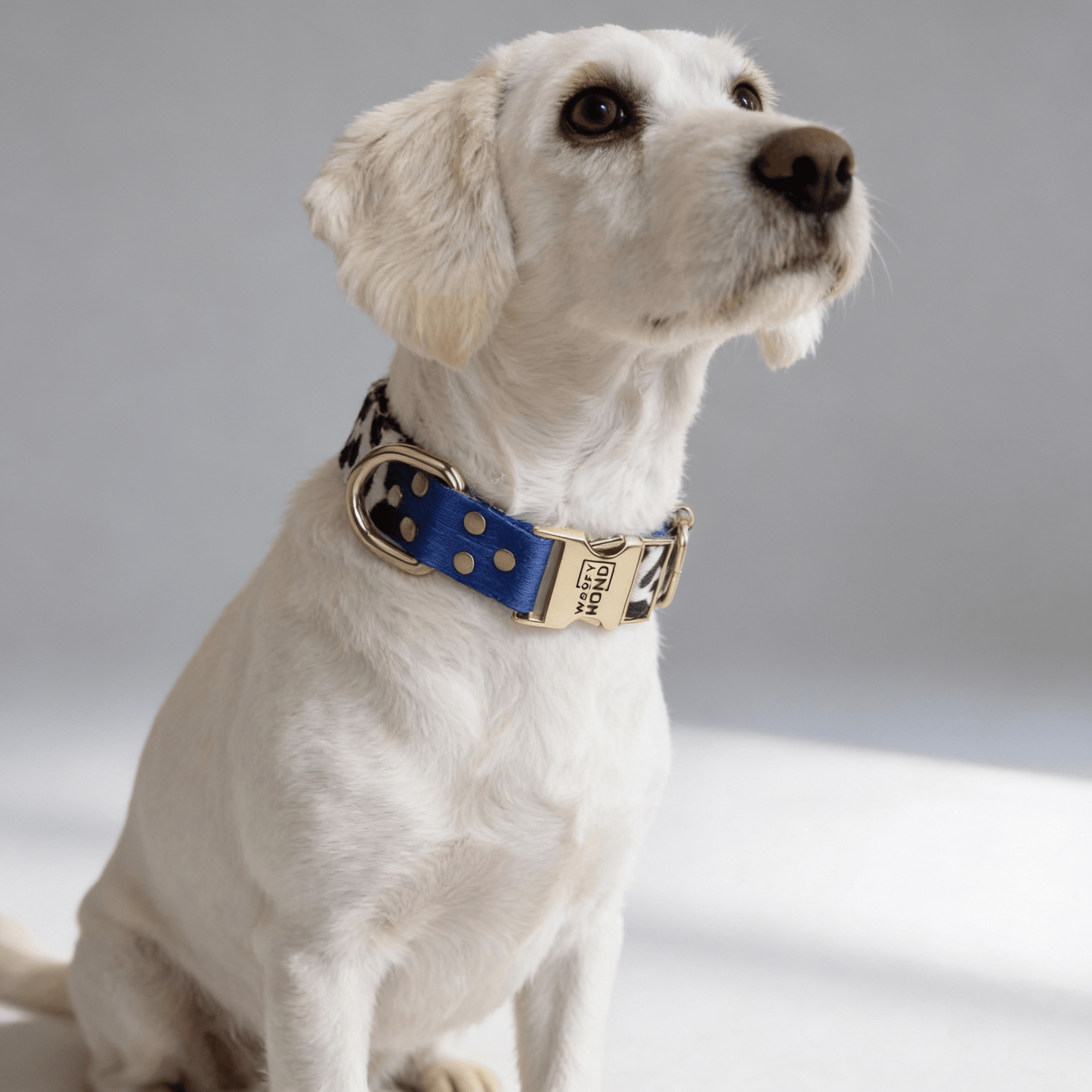 Halsband Blueberry - Dulces Mascotas BCN