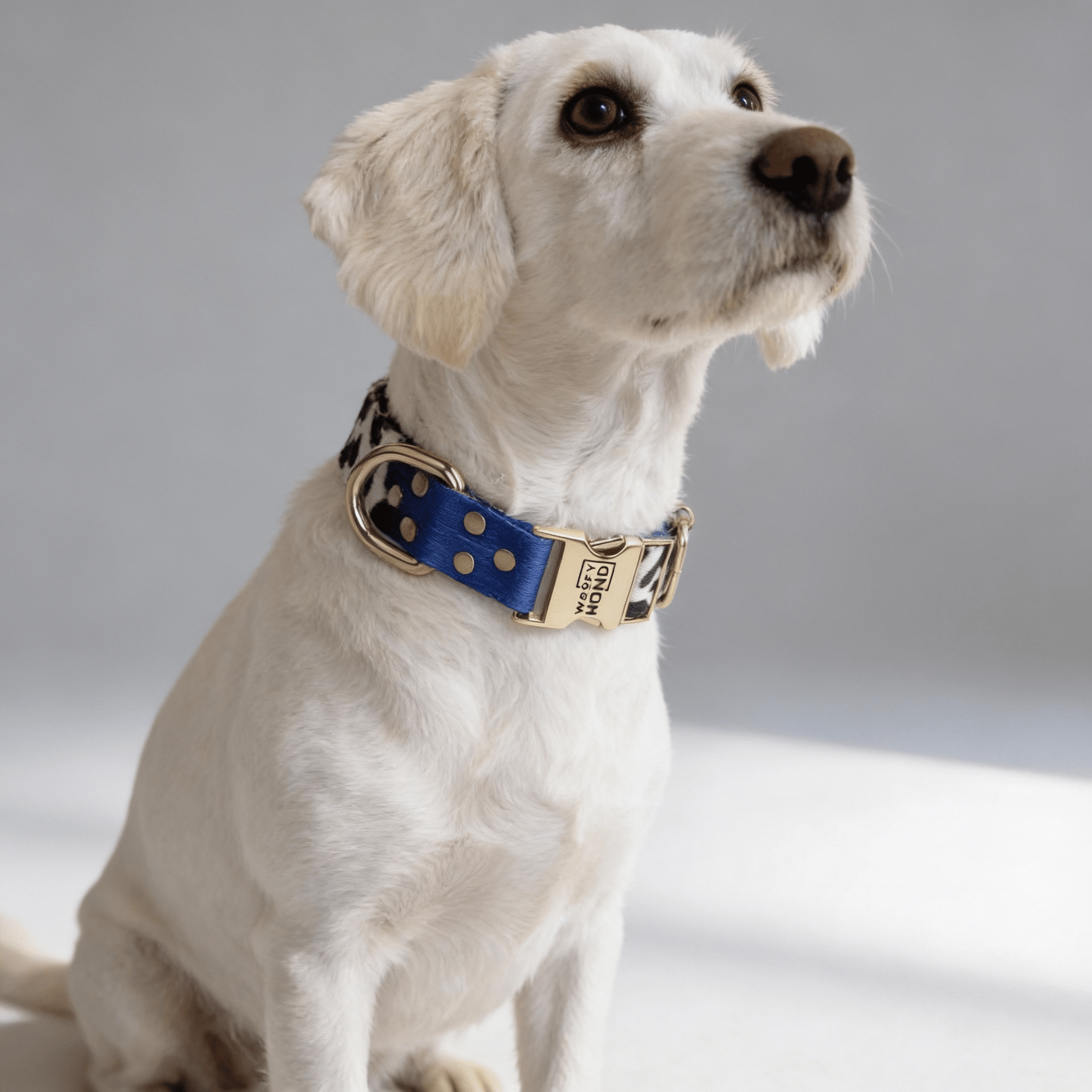 Halsband Blueberry - Dulces Mascotas BCN