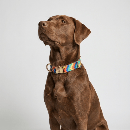 Halsband Festival - Dulces Mascotas BCN