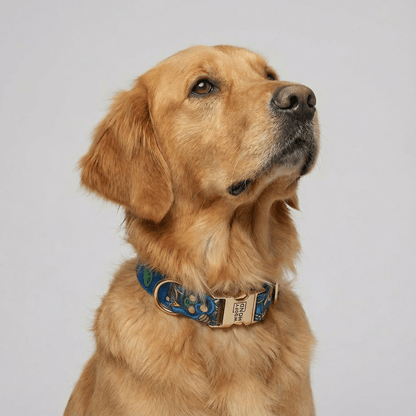 Halsband Galaxy - Dulces Mascotas BCN