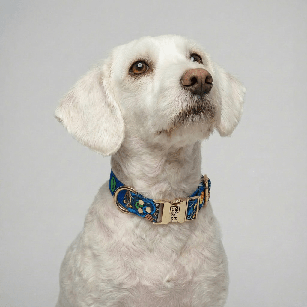 Halsband Galaxy - Dulces Mascotas BCN