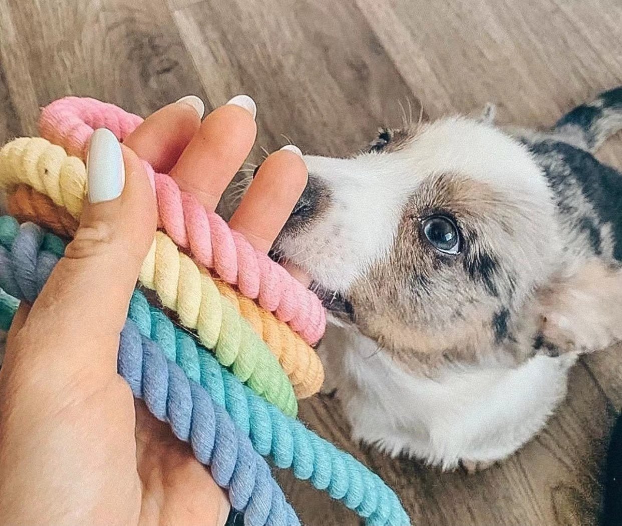 Hands Free Rope Leash and Luxe Royal Leather Collar Bundle - Classic Rainbow - Dulces Mascotas BCN
