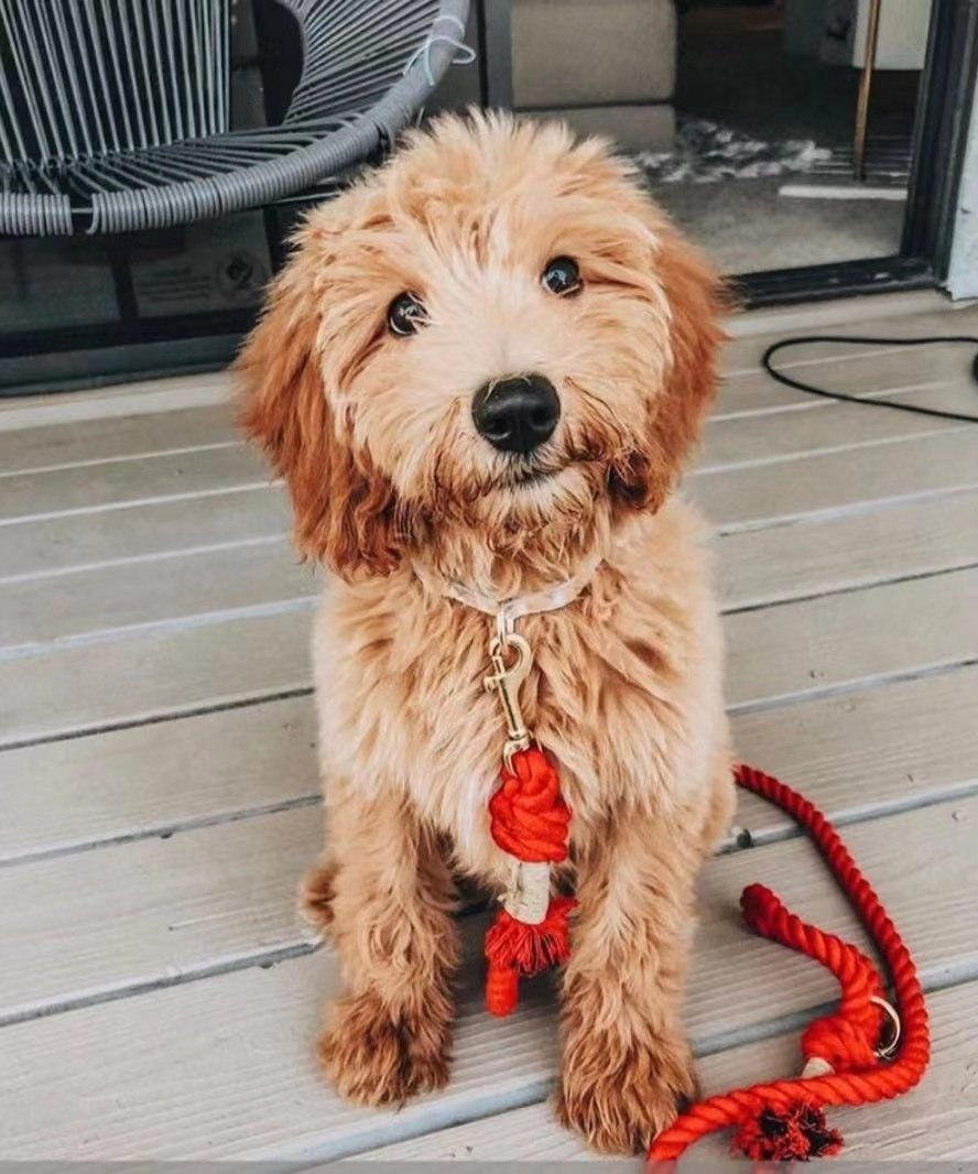 Hands Free Rope Leash and Luxe Royal Leather Collar Bundle - Strawberry Love - Dulces Mascotas BCN