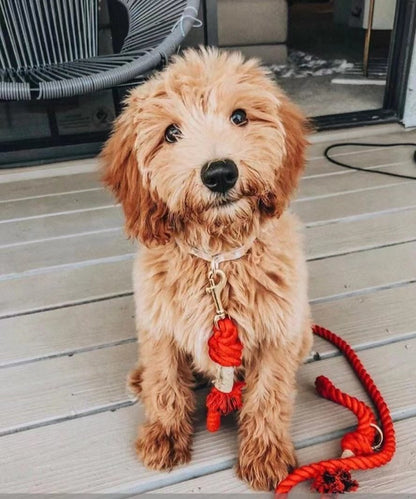 Hands Free Rope Leash and Luxe Royal Leather Collar Bundle - Strawberry Love - Dulces Mascotas BCN