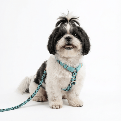 Hundegeschirr Aqua - Camo - Dulces Mascotas BCN
