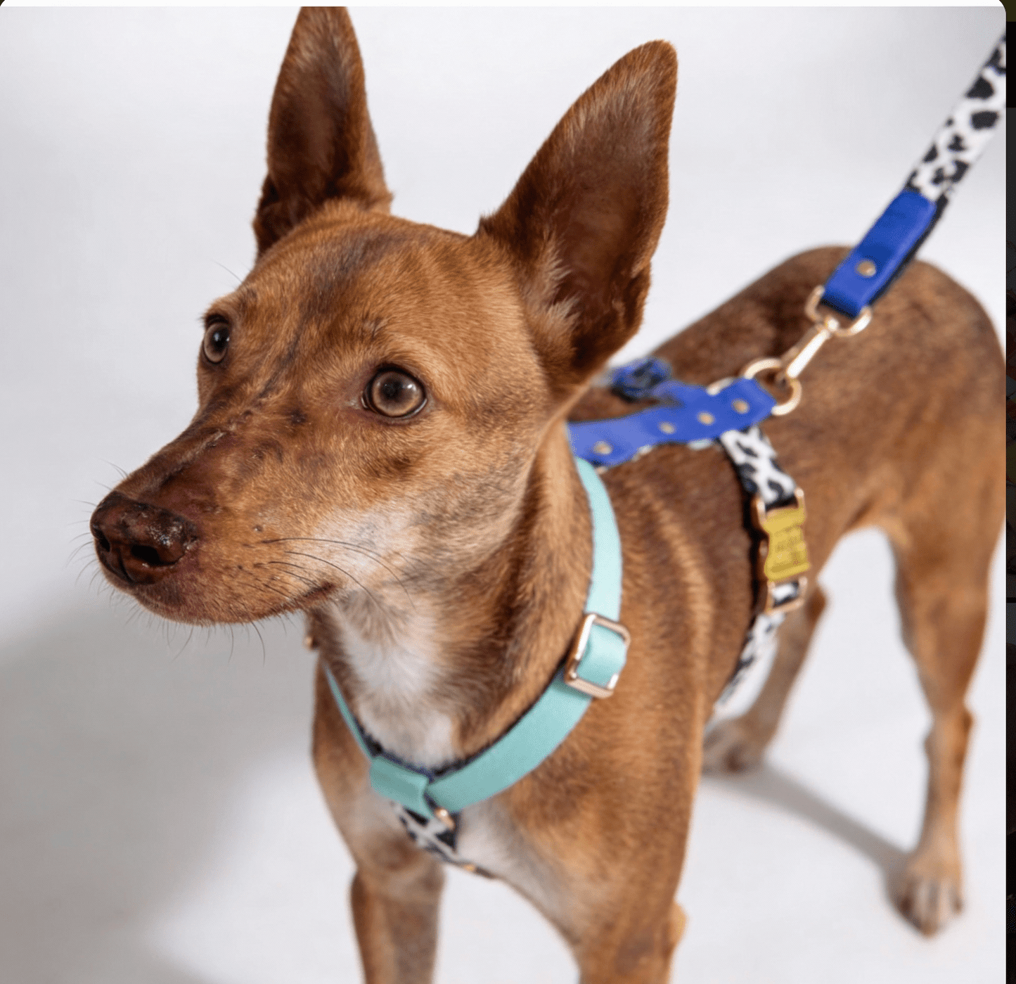 Hundegeschirr Blueberry - Dulces Mascotas BCN
