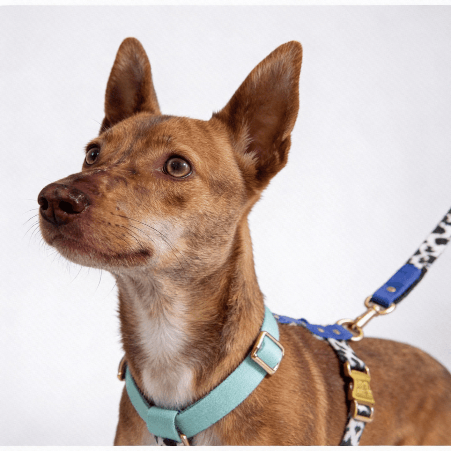 Hundegeschirr Blueberry - Dulces Mascotas BCN