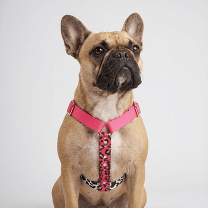 Hundegeschirr CandyMix - Dulces Mascotas BCN
