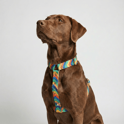Hundegeschirr Festival - Dulces Mascotas BCN