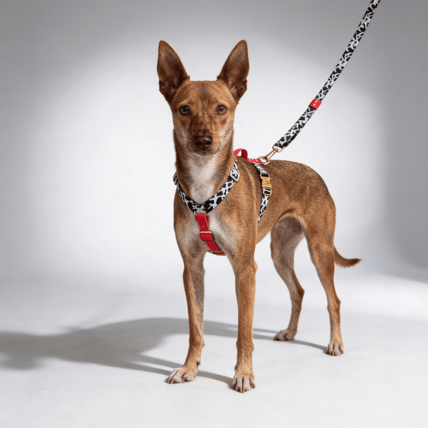 Hundegeschirr Rouge - Dulces Mascotas BCN