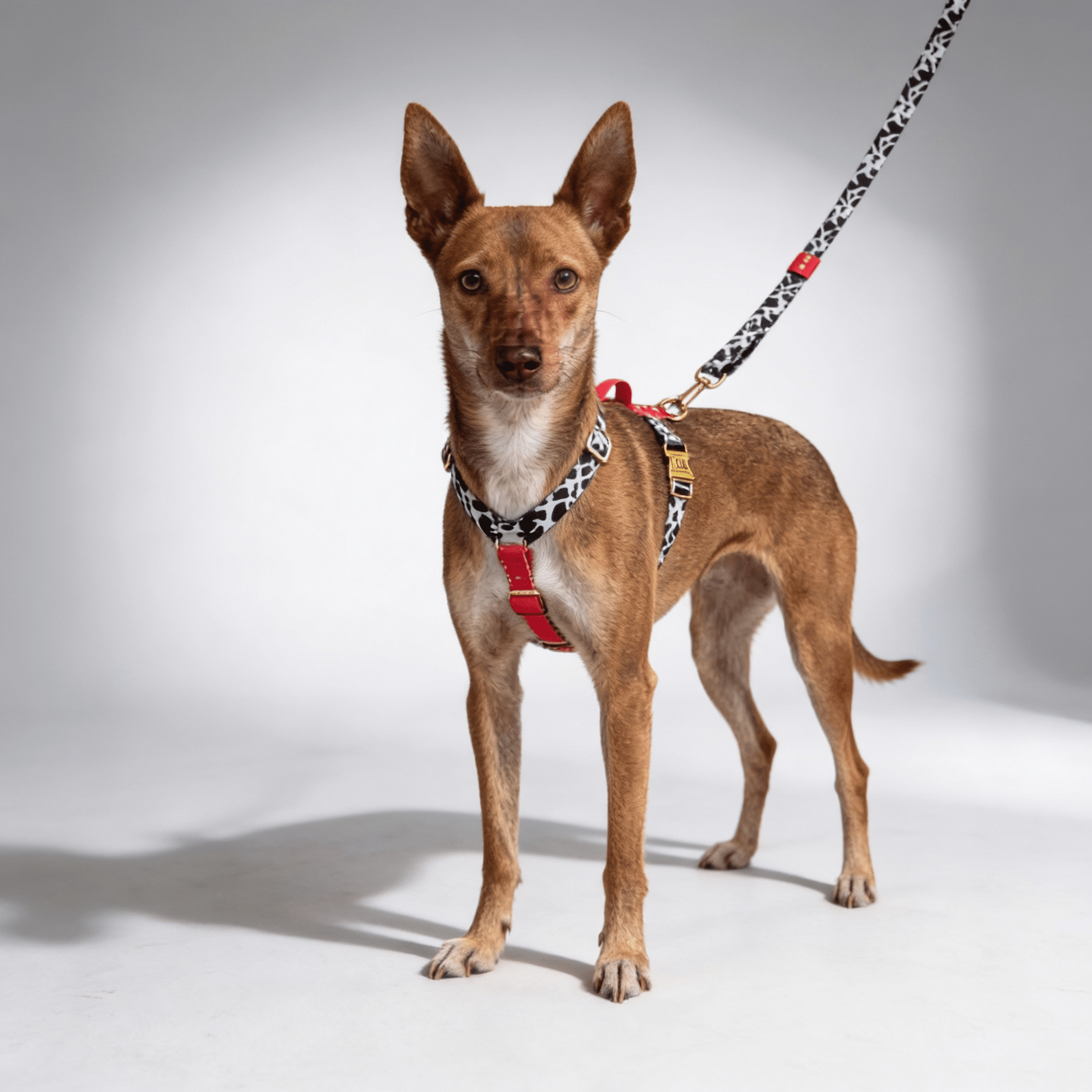Hundegeschirr Rouge - Dulces Mascotas BCN