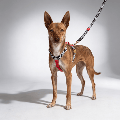 Hundegeschirr Rouge - Dulces Mascotas BCN