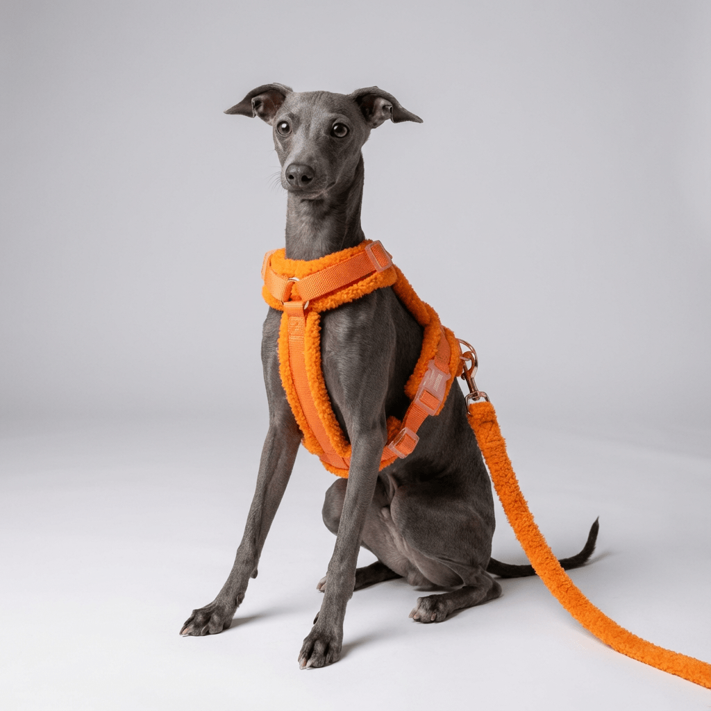 Hundegeschirr - Set Teddy Orange - Dulces Mascotas BCN