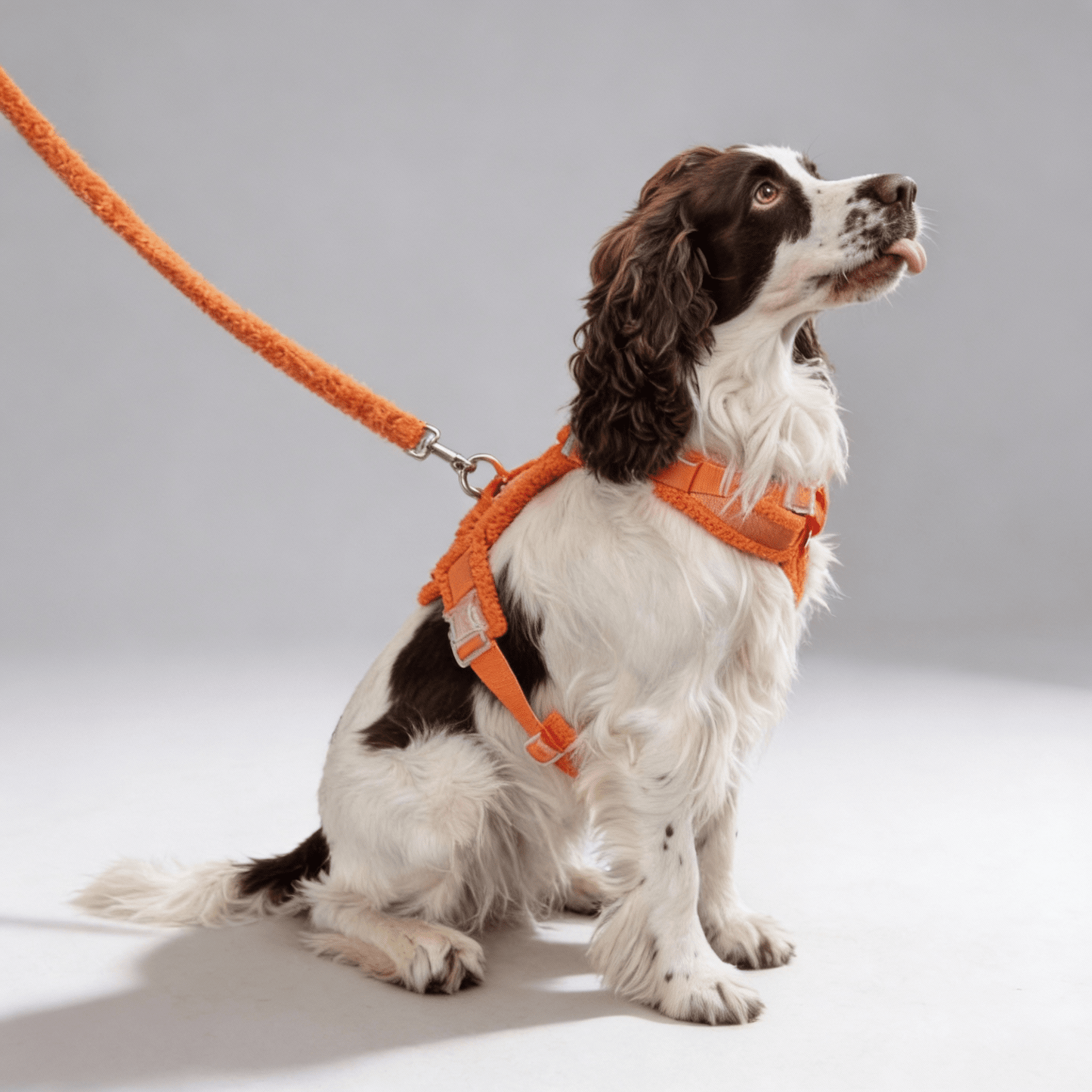 Hundegeschirr - Set Teddy Orange - Dulces Mascotas BCN