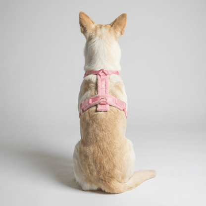 Hundegeschirr - Set Teddy Rosa - Dulces Mascotas BCN
