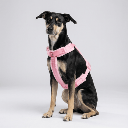 Hundegeschirr - Set Teddy Rosa - Dulces Mascotas BCN