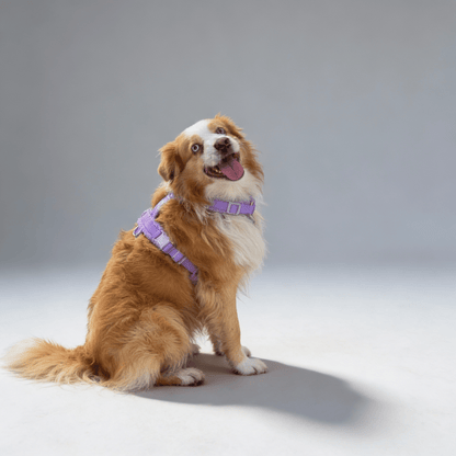 Hundegeschirr - Set Teddy Violett - Dulces Mascotas BCN