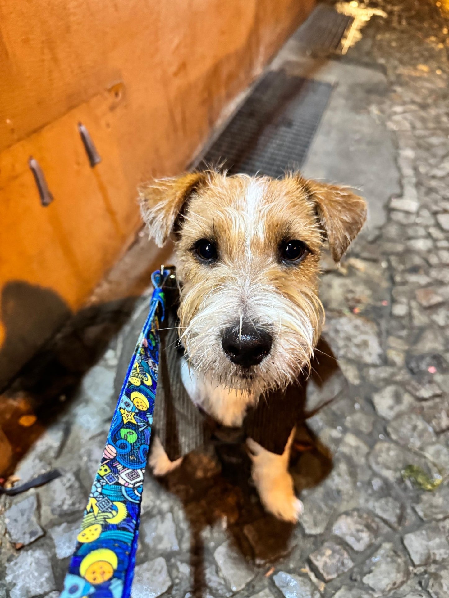 Leine Galaxy - Dulces Mascotas BCN